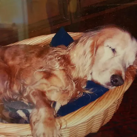 Haus Orplid 招待所 蒂罗尔-泽费尔德