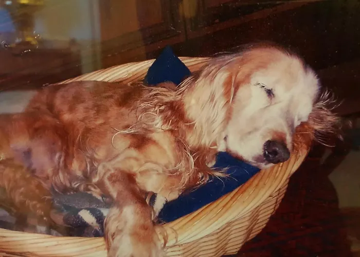 Haus Orplid Maison d'hôtes Seefeld in Tirol